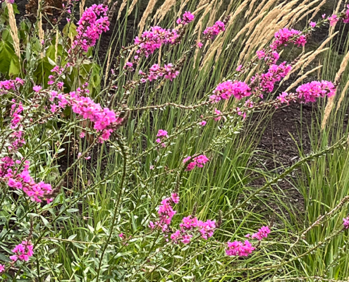 Pink Flowers