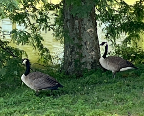 Geese