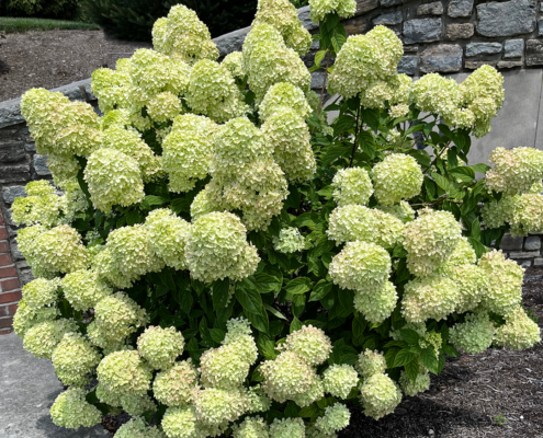 Hydrangeas