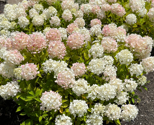 Pink and White Hydrangeas