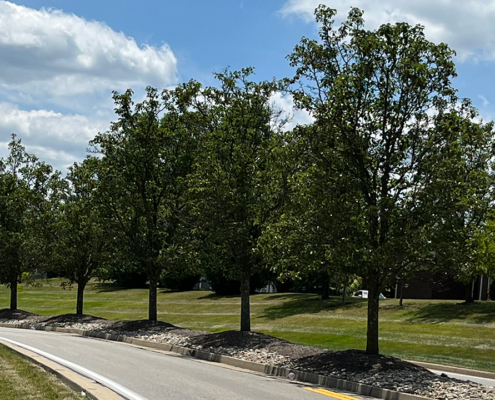 Wetherington Blvd Trees